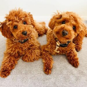 7 Types Of Poodles: Which One Is Right For You? - The Goody Pet