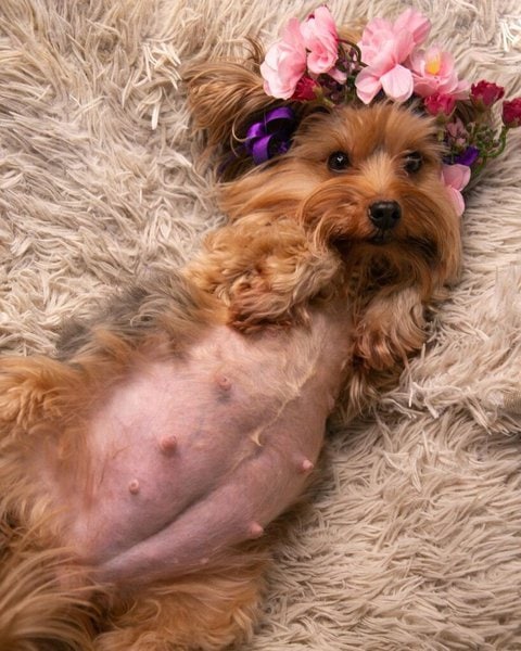 how can you tell if a yorkie is pregnant