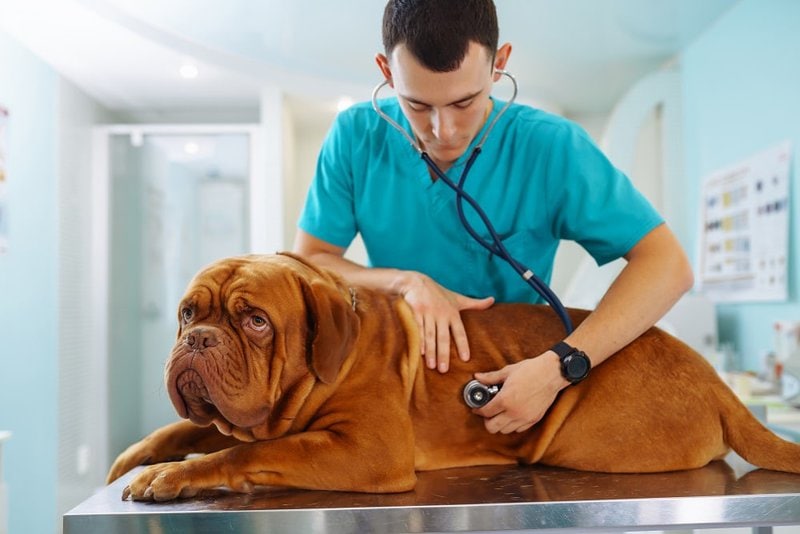 how much does a vet visit cost for a dog