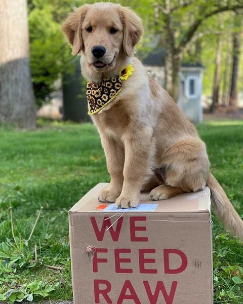 22-fresh-dog-food-delivery-brands-to-pamper-your-beloved-pooch-the