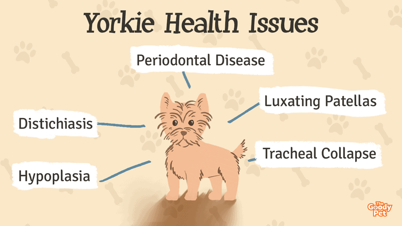  What Diseases Are Yorkies Prone To 