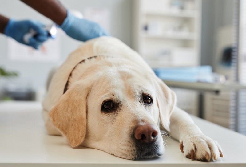 what causes a small liver in dogs