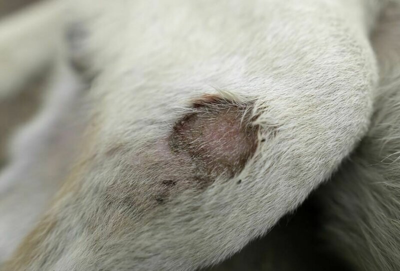 What Causes Scabs On Dogs? Treatment And Prevention Tips - The Goody Pet