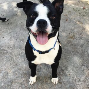 Boston Terrier Pitbull Mix - Your Complete Breed Guide - The Goody Pet