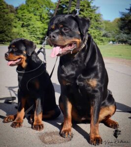 Roman Rottweiler - Your Complete Guide To The Largest Rottweiler Breed ...