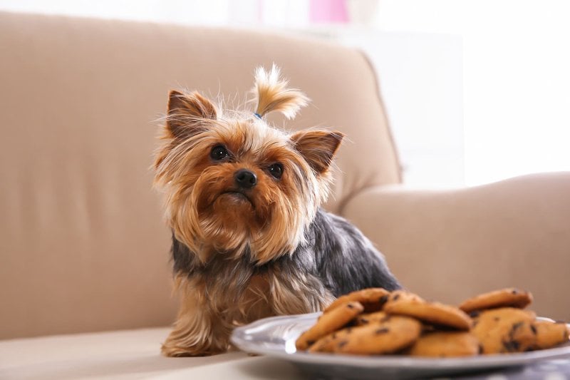 What Foods Can Yorkies Eat 