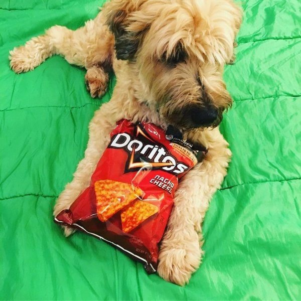 Can Dogs Eat Doritos? Read This Before It’s Too Late - The Goody Pet