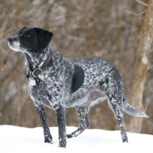 Labrador Blue Heeler Mix - Your Complete Breed Guide To This Designer ...