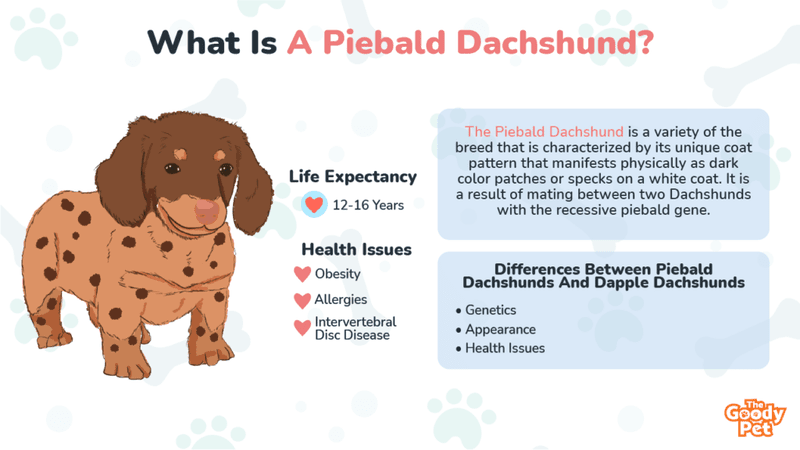 What Is A Piebald Dachshund? Information On The Piebald Dachshund - The ...