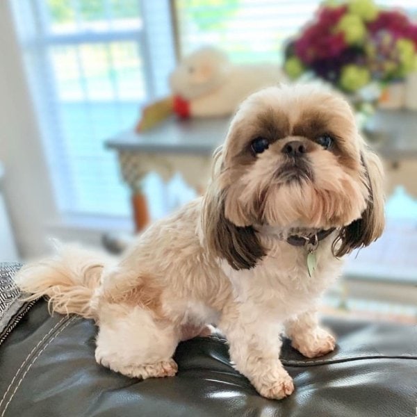 Imperial Shih Tzu Your Complete Breed Guide To The Imperial Army S   What Is An Imperial Shih Tzu Puppy 