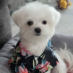 How Much Does A Maltese Dog Cost (January 2024) - The Goody Pet