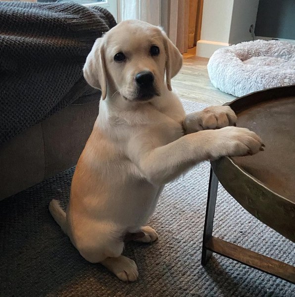 when-do-puppy-labs-stop-growing-a-week-by-week-development-guide