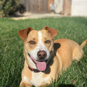 What Is A Corgi Pitbull Mix? A Complete Guide To Corgi Pit - The Goody Pet