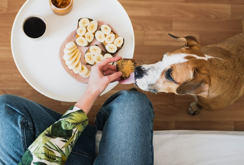 What Kind Of Peanut Butter Can Dogs Eat? Here's What They Should Avoid - The Goody Pet