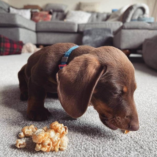 Can Dogs Eat Popcorn, Caramel Or Salted? Neither! The Goody Pet