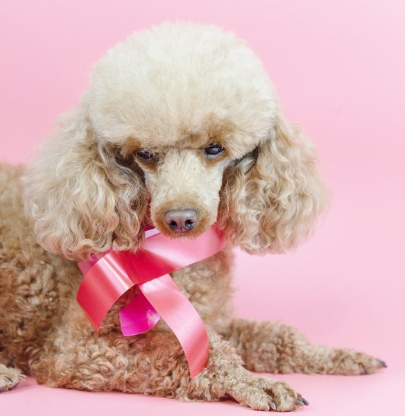 do cream poodles turn white