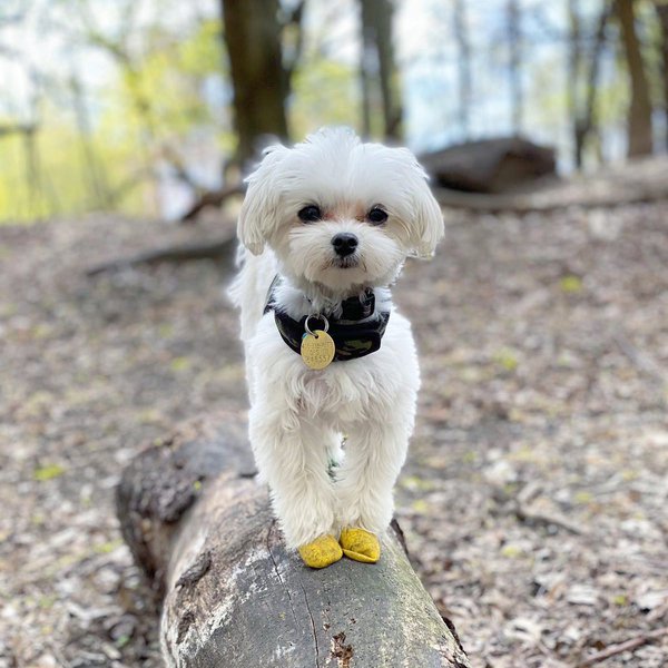 how-big-is-a-maltese-understanding-the-differences-between-a-teacup