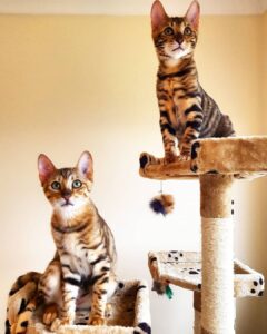 Toyger Cats Your Complete Cat Breed Guide The Goody Pet