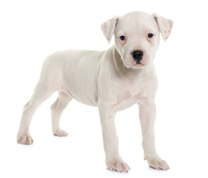 White American Bulldog - Your Complete Breed Guide - The Goody Pet