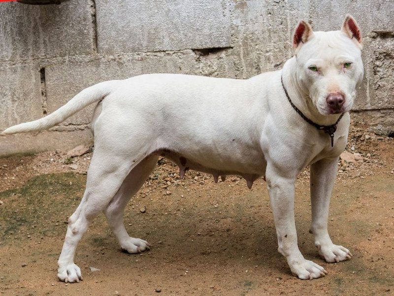 what does a albino dog look like
