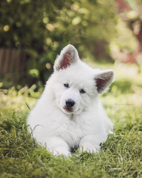 43 ADORABLE Snow White Dog Breeds You'll Fall In Love With - The Goody Pet