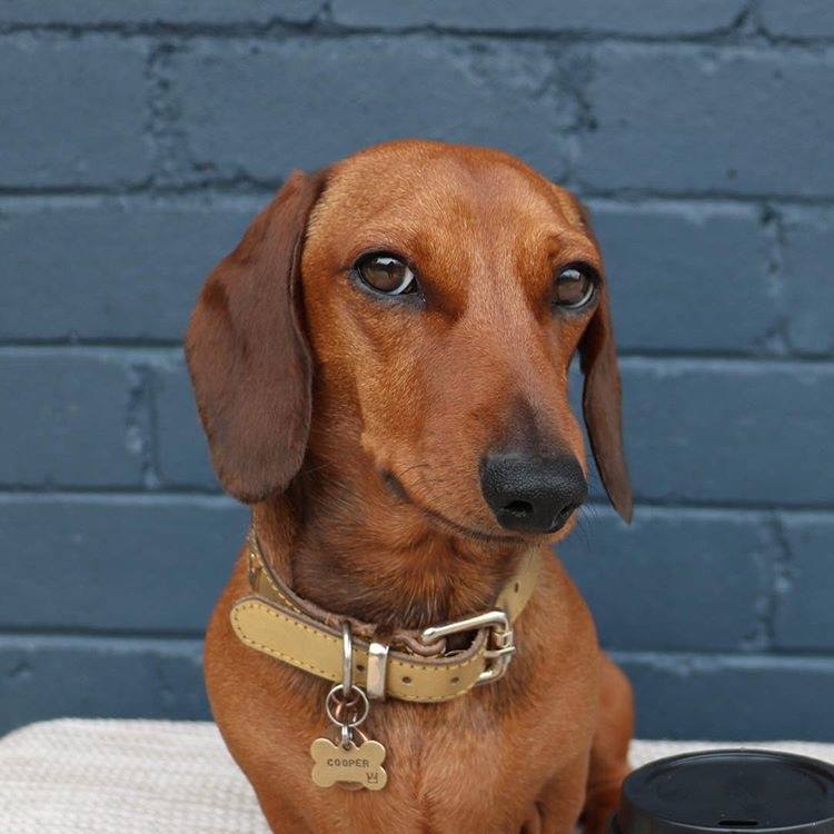 how much does dachshund maintenance cost