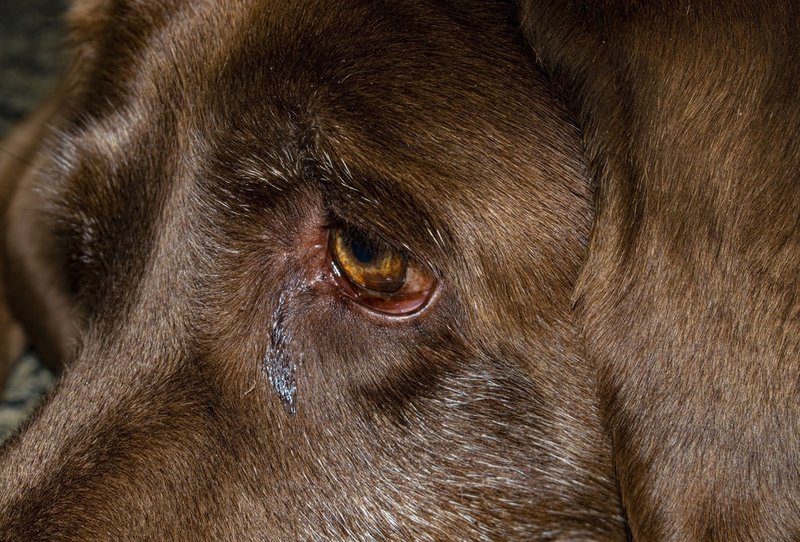 why-are-my-dogs-eyes-watery-should-i-be-worried-the-goody-pet