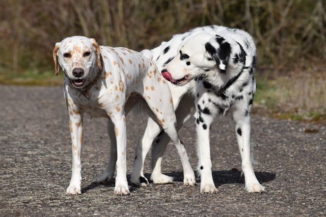 how long do dogs stay together after mating