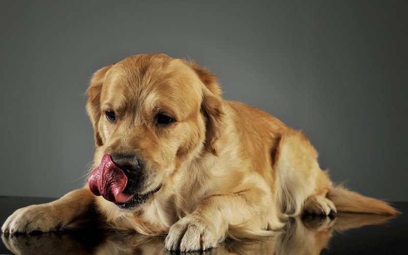 why-do-dogs-lick-the-floor-should-i-be-worried-the-goody-pet