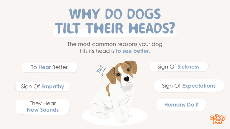 Why Do Dogs Tilt Their Heads 7 Reasons For This Behavior The Goody Pet