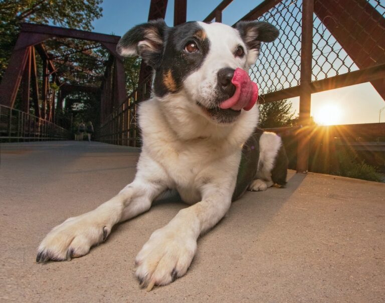 why do dogs lick the air for no reason