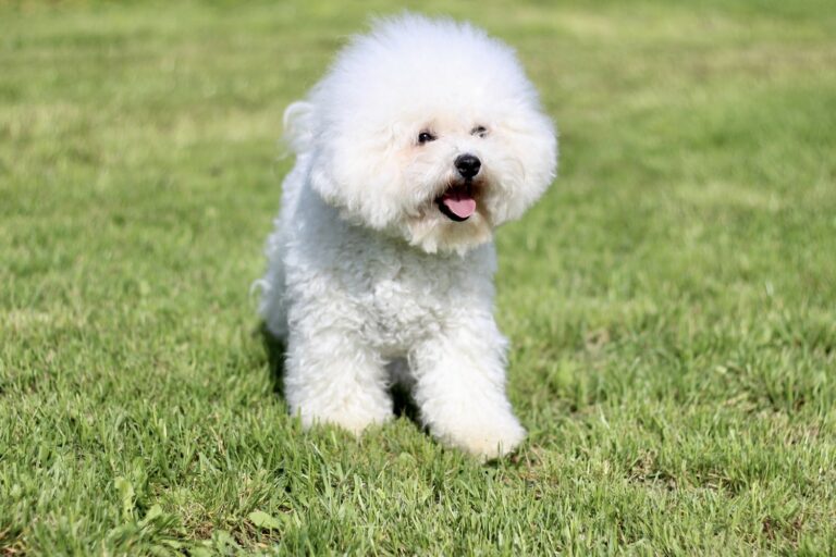 How Much Does a Bichon Frise Cost (Updated June 2024) - The Goody Pet