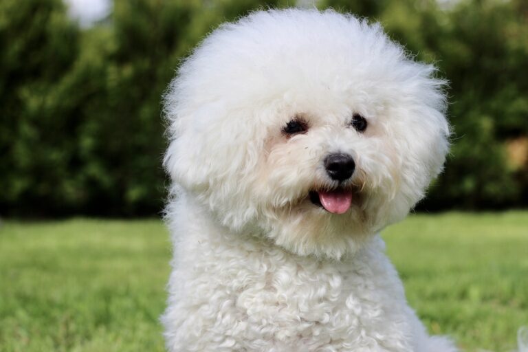 How Much Does a Bichon Frise Cost (Updated June 2024) - The Goody Pet