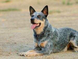 Blue Heeler: A Complete Guide To The Australian Cattle Dog - The Goody Pet