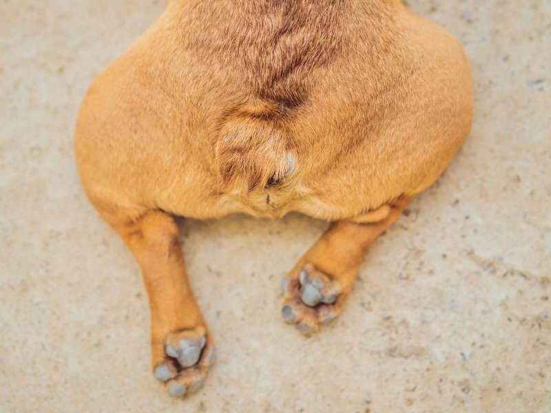 what does it mean when a dog drags their butt
