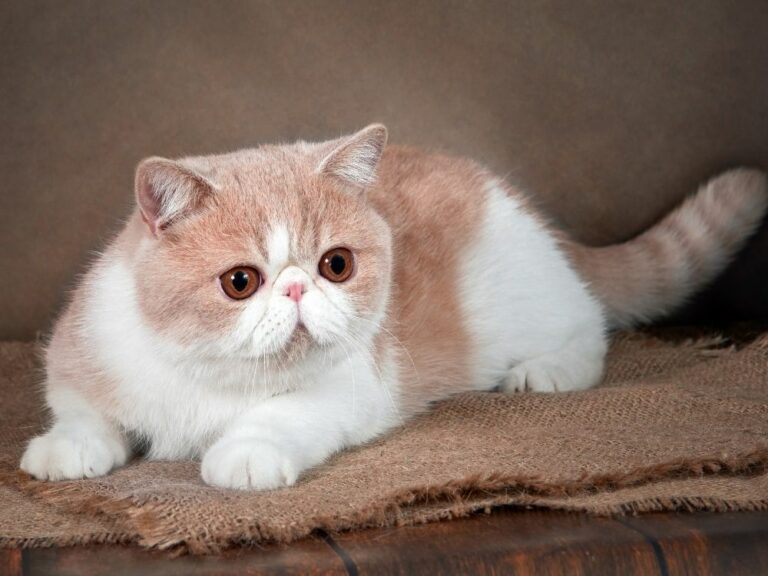 14 Exotic Cat Breeds: Fun Facts, History & Origins - The Goody Pet