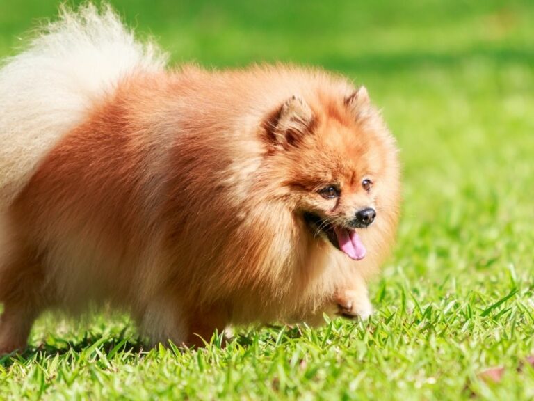 43 Fluffiest Dog Breeds: Cuddle & Snuggle! - The Goody Pet