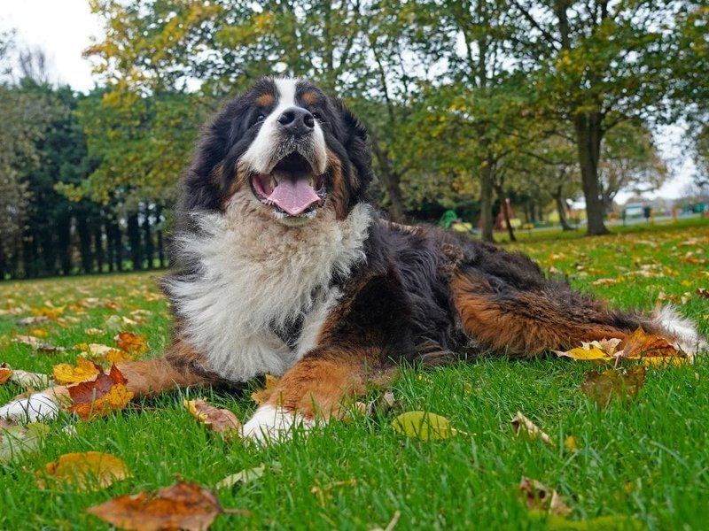 are bernese mountain dogs a giant breed