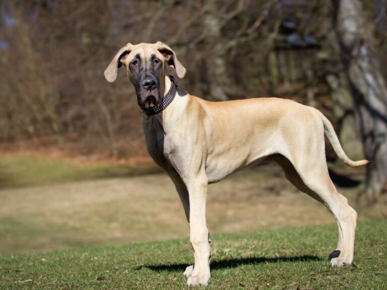 How Much Do Great Danes Cost (Updated July 2022) - The Goody Pet