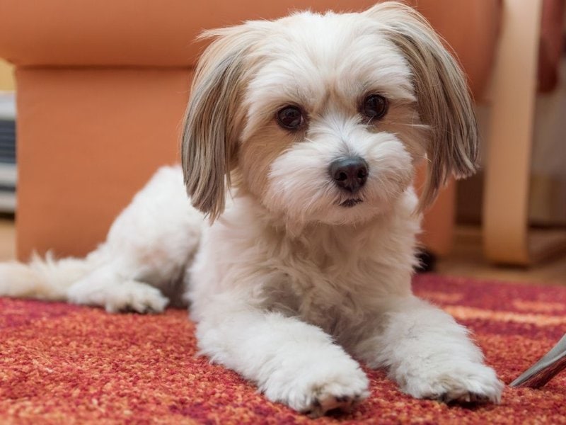 How Much Do Havanese Dogs Cost Updated August 2022 The Goody Pet   How Much Does A Havanese Cost 