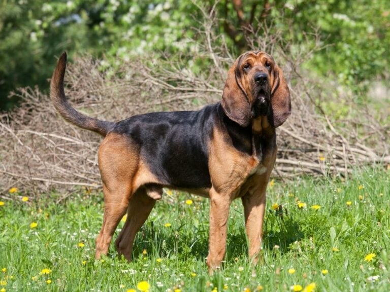 51 Best Hunting Dog Breeds: Which One is Right for You? - The Goody Pet