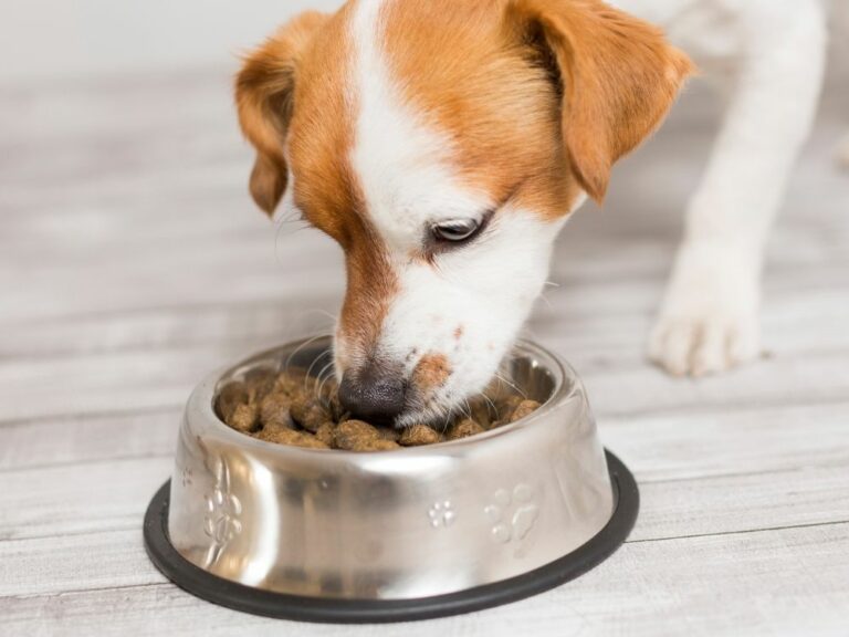 What Research Says About Puppy Food vs Adult Dog Food? - The Goody Pet