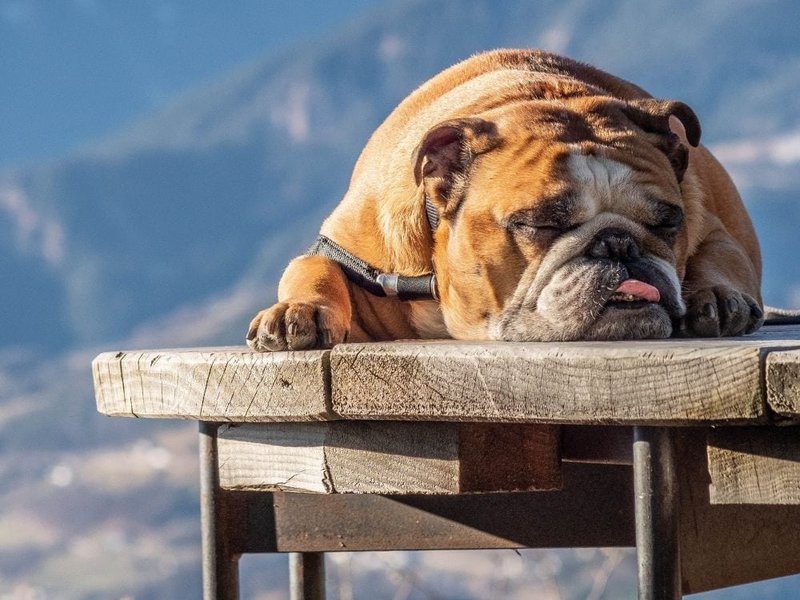 what are the laziest dog breeds