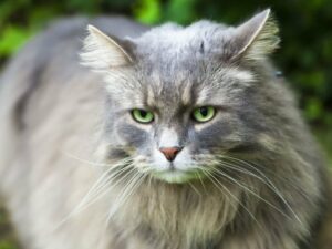 28 Long Haired Cat Breeds: Mysterious and Beautiful Creatures - The ...