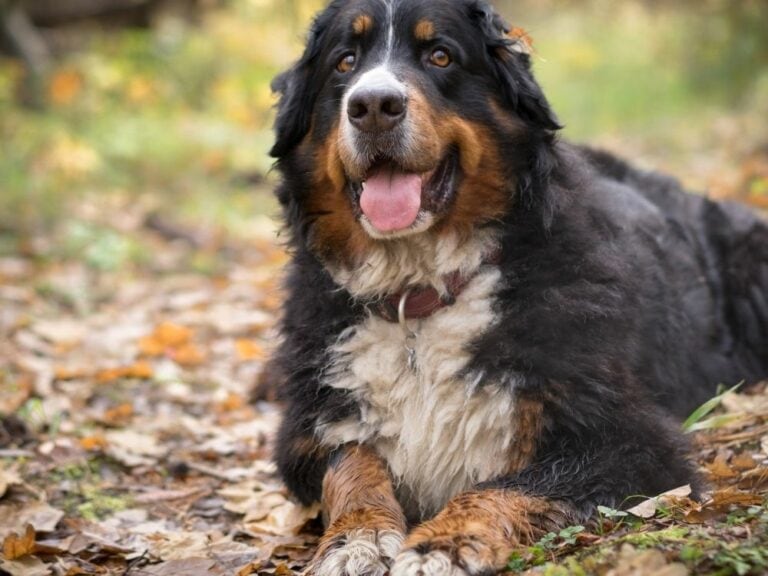 18 Mountain Dog Breeds: Intelligent & Independent Dogs - The Goody Pet