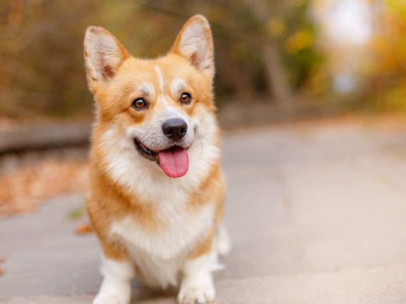 how much does a pembroke welsh corgi cost