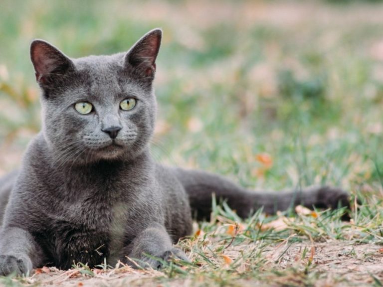 Strange But Beautiful: 11 Exotic Russian Cat Breeds - The Goody Pet