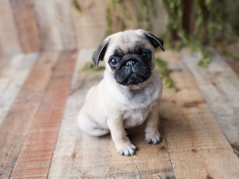 what age is a pug fully grown