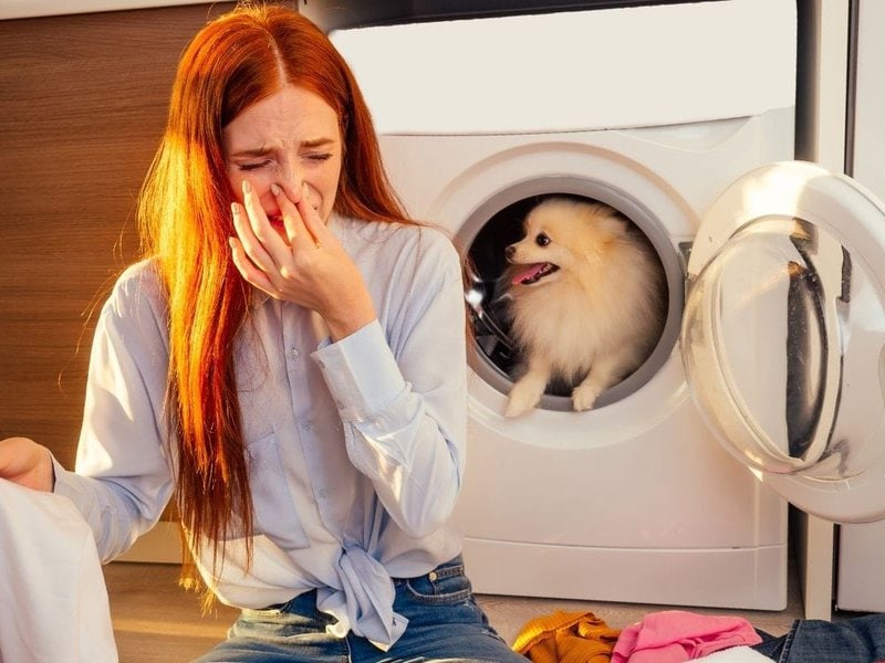 13 Easy Hacks To Remove Dog Smell From House - The Goody Pet