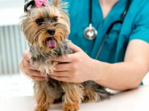 What Are Common Health Problems In Yorkies? Symptoms & Treatments Guide ...